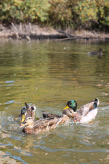 lake with ducks, wildlife, migratory birds