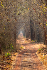 A way through the dense bamboo forest of Tadoba Tiger reserve