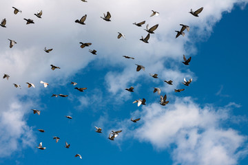 pigeons in the air, blue sky, wildlife