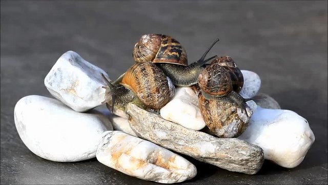 snails crawling over stones, Helix pomatia, timelapse
