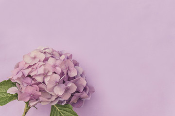 Obraz premium pink hydrangea flower on pink background with copy space. Retro style