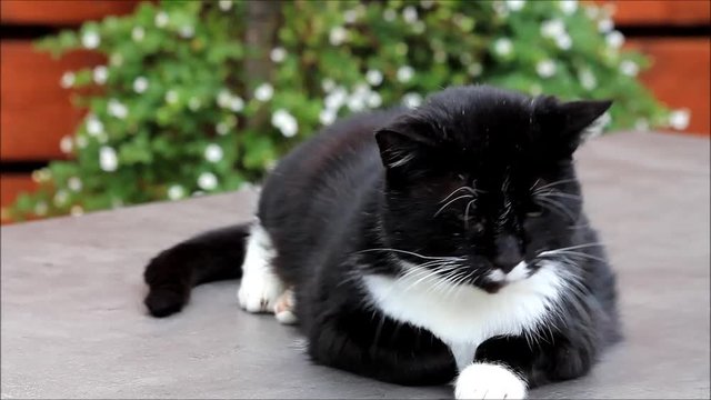house cat lying on a garden table
