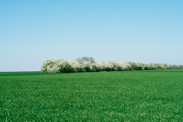 Forest stand on a background of green field and blue sky