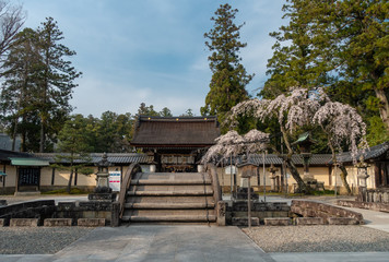 Fototapeta na wymiar 滋賀県、多賀大社に咲く枝垂れ桜と太鼓橋、神門が見える春景色