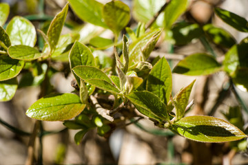 Spring branch with first leaves. Spring twigs with beautiful light green leaves. Blurred background.