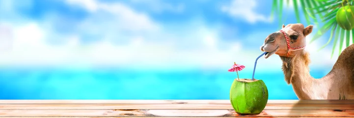  Tropical beach island with a camel drinking coconut juice. Cool header banner for your website or business ads. © funstarts33