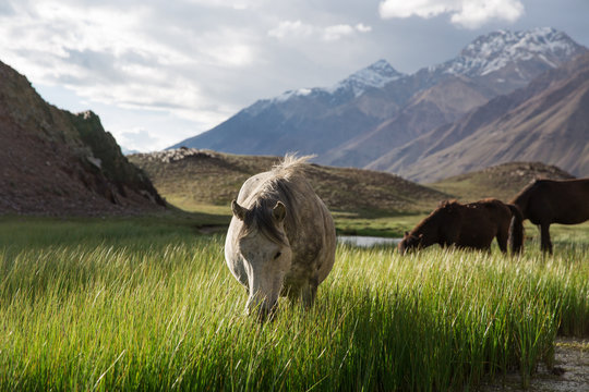 July 2017, India - Himachal Pradesh, near Chandra Taal lake - mountain pasture - grazing horses
