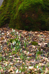 Naklejka na ściany i meble Flowers of snowdrop or galanthus with the bottom of moss covered tree. Early spring forest nature. Vertical.