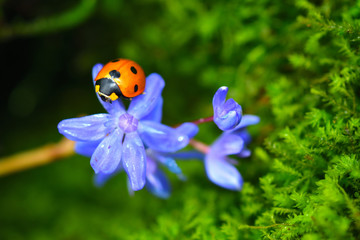 Fototapeta na wymiar Sleeping lady beetle on a blue scilla flower. Vibrant green microgreens on the background.