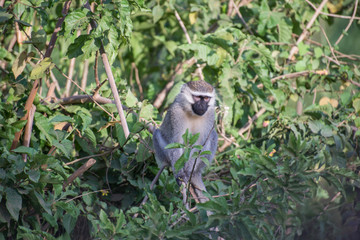 Monkey sitting in green trees