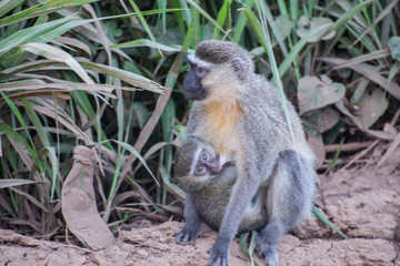 Monkey with baby