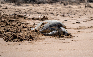 Turtle on the beach 