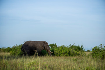 Fototapeta premium elephant by green bushes