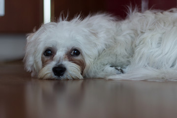 Little Maltese puppy lying on the floor. Selective focus.