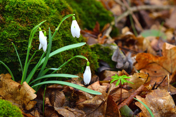 Snowdrop or galanthus flowers in the forest. Copy space.