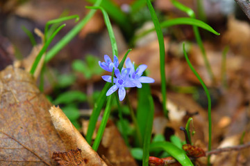 Wild gentian-blue scilla flower with a forest ground backdrop.