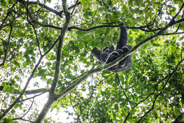 Chimpanzee peeing from tree