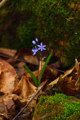 Wild gentian-blue scilla flower on a dark background. Vertical. Brown leaves and moss on backdrop.