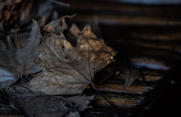 autumn leaves on the ground