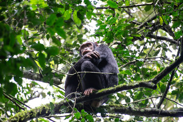 Grumpy chimpanzee sitting in a tree