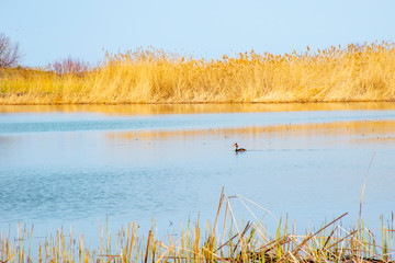 Wild duck swims in the pond.