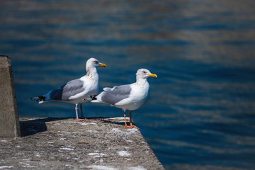 Two seagulls resting on the breakwater at takamatsu fishing port , Takamatsu city, Kagawa, Shikoku, Japan