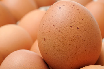 Brown chicken egges on white background.