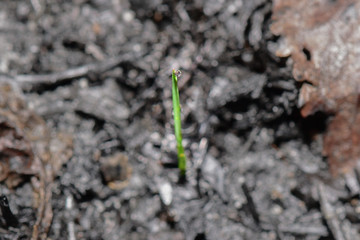 Sprout rises over burnt ground. Grass ash after arson. Recovery after massive crysis. Future resurrection. Centered.