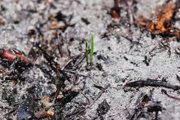 Sprout rises over burnt ground. Grass ash after arson. Recovery after massive crysis. Future resurrection. Centered.