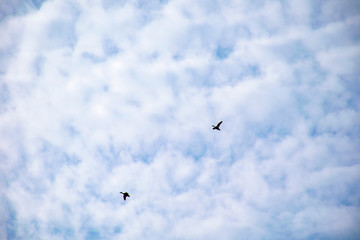 A flock of wild ducks flying through the sky.