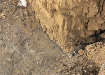 Snow leopards mating pair near a cave at Kibber, Spiti valley of Himachal Pradesh, India