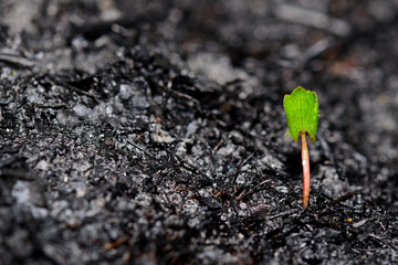 Sprout rises over burnt ground. Grass ash after arson. Recovery after massive crysis. Future resurrection. Copy space on the left. - obrazy, fototapety, plakaty
