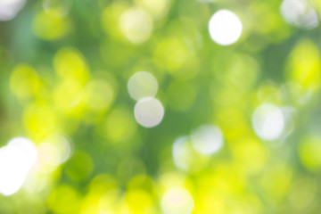 Fototapeta premium green bokeh background