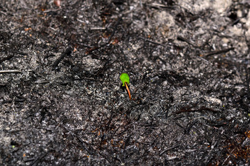 Sprout rises over burnt ground. Grass ash after arson. Recovery after massive crysis. Future resurrection. Centered.