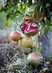 Ripe Colorful Pomegranate Fruit on Tree Branch.