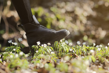 A woman's boot trample on a young anemone flower. Concept: trampled hopes, vandalism and protest, deprivation of virgin beauty and innocence, disrespect and broken dreams, violence against nature