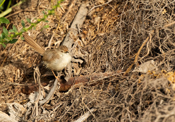 Graceful prinia at Buri farm, Bahrain