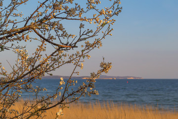 Cherry trees start to bloom