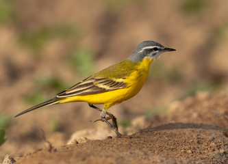 Western Yellow Wagtail at Buri Farm, Bahrain