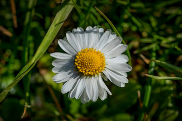 Fototapeta premium Blooming flower - Spring time