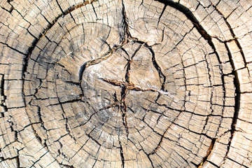 Wood texture of a rough old round tree with cracks and annual rings. Background from sawed a trunk, a cut of the surface of a wooden stump, darkened over time, aged, natural color.