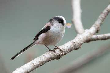 日本の野鳥