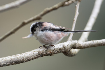 日本の野鳥
