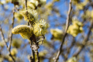 Fototapeta premium Springtime gentle background with blooming willow. Easter.