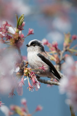 日本の野鳥