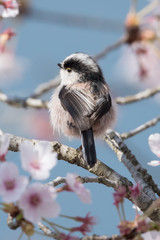 日本の野鳥