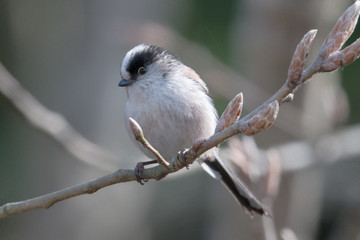 日本の野鳥