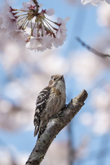 日本の野鳥