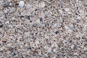 The texture of the shell on the beach. Gray. Background.