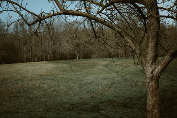 arch made of nature curved tree